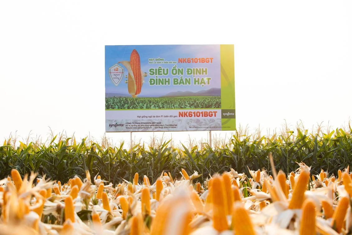 Syngenta giới thiệu giống ngô chuyển gen nk6101bgt mới với nhiều ưu thế vượt trội tại thị trường việt nam