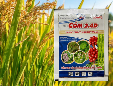 Thuốc cỏ Cốm 2.4D – Diệt cỏ lá rộng hiệu quả, an toàn cho cây trồng