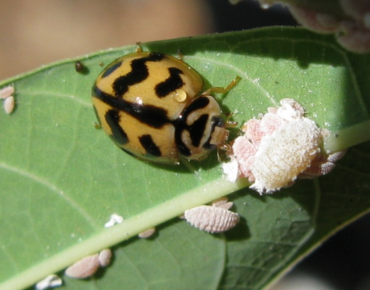 Chiến Lược Tiên Tiến và Hiệu Quả Trong Quản Lý Sâu Bệnh – Bảo Vệ Cây Trồng Bền Vững