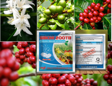 Kích Thích Sinh Trưởng – Giải pháp tăng trưởng nhanh cho cây trồng