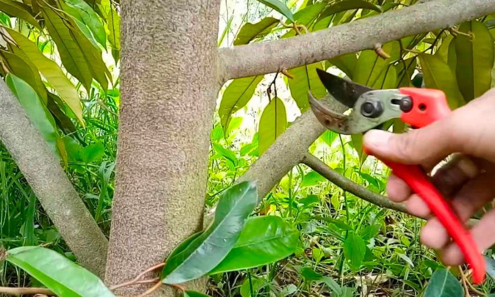 7 bước phục hồi cây sầu riêng sau thu hoạch giúp cây khỏe mạnh, ra đọt nhanh