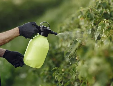 Phân bón lá hiệu quả – Tăng trưởng cây trồng khỏe mạnh